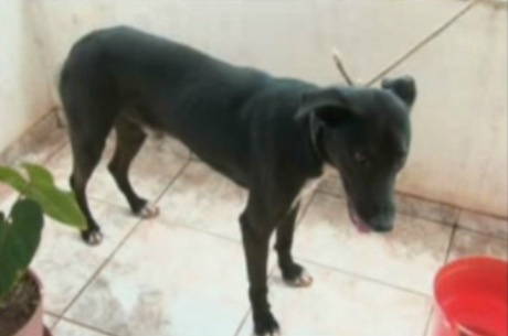 Cachorro da família usado nas orgiasFoto:Record Minas