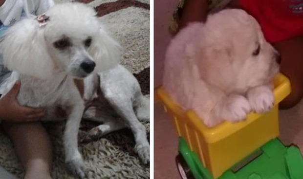 Dorinha (mãe) e Jujuba (filhote de 2 meses). Foto: Arquivo pessoal.