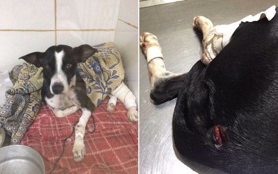 Neguinha levou três tiros; balas na perna e no glúteo ainda estão alojadas (Foto: Arquivo pessoal)