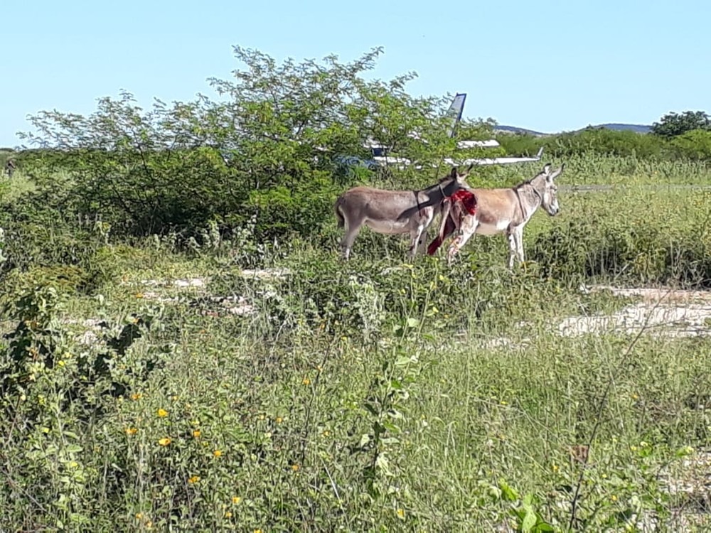 Aeronave atingiu jumento em pista do aeródromo em Ibotirama — Foto: Gazeta 5