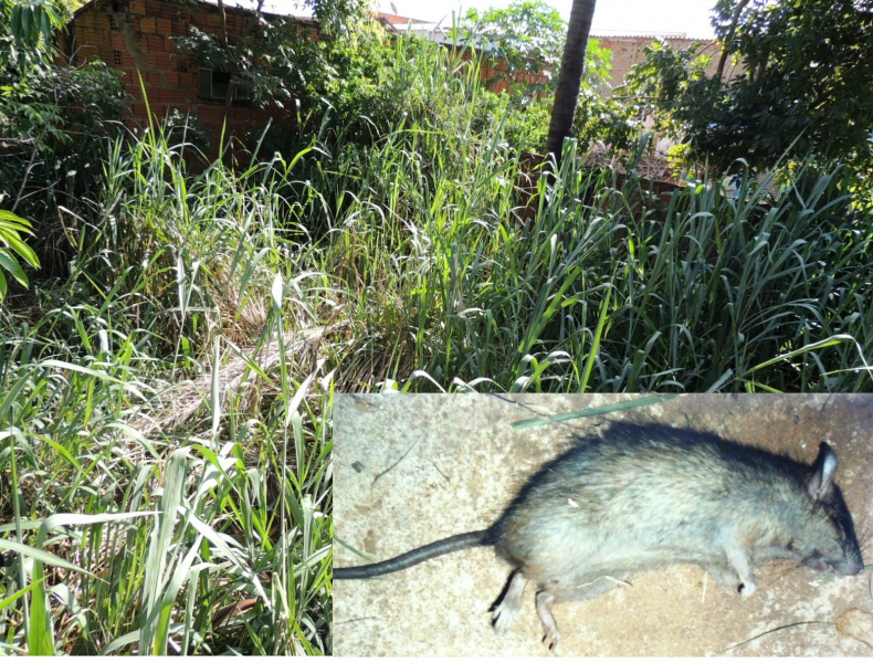 Ratos saem com frequencia do local. Foto: Rádio Caçula