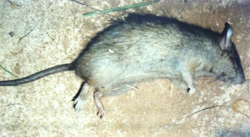 O morador vizinho do terreno diz já ter matado vários  ratos em casa, todos vindo do terreno. Foto: Repórter News