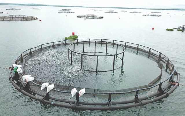 Tanque-rede de cultivo de tilápias da empresa Tilabras em reservatório de hidrelétrica em Três Lagoas, na região leste de MS. — Foto: Tilabras/Divulgação