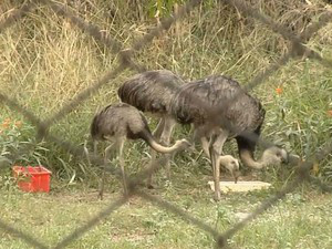 Emas que sobraram no zoológico de Araçatuba(Foto: Reprodução / TV TEM)