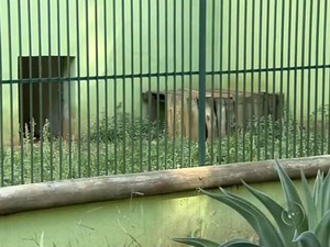 Muitos espaços para animais estão vazios e commato alto (Foto: Reprodução/TV TEM)