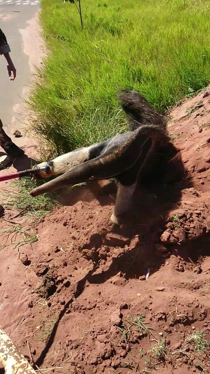 O tamanduá bandeira foi resgatado nesta manhã em um bairro de Três Lagoas. Foto: Divulgação Corpo de Bombeiros