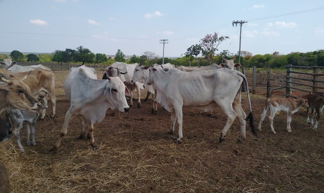 Fotos: Divulgação/PM