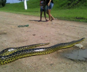 Moradores acompanharam o retorno da serpente ao Rio Paraguai - Foto: Folha de Murtinho