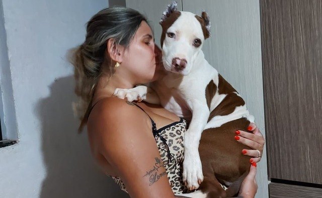 Família busca por pitbull desaparecido no bairro Jd das Violetas