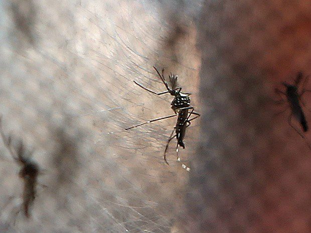 Mosquitos Aedes aegypti, transmissor da dengue (Foto: Fabio Motta/Estadão Conteúdo)