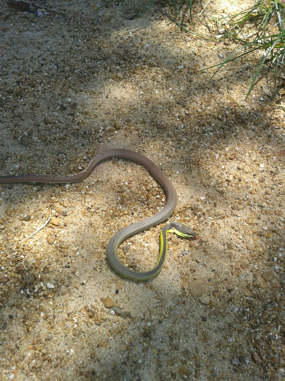 Enviada via Whats App 