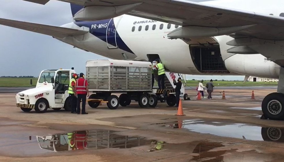 Sétimo lote de vacina deve chegar em Mato Grosso do Sul — Foto: Carla Salentim/TV Morena