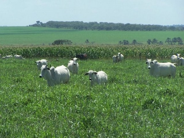 Sistema Integração Lavoura e Pecuária - Foto: Ascom Embrapa