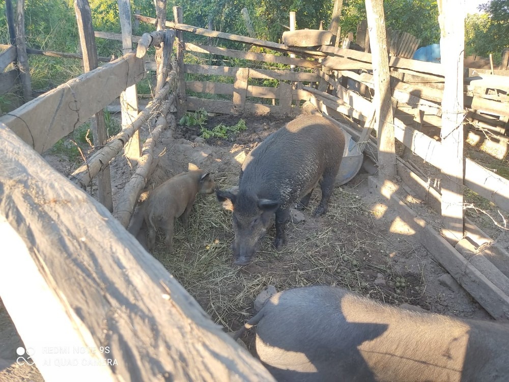 Polícia indiciou fazendeiro por crime ambiental ao criar javalis ilegalmente — Foto: PMA/Divulgação