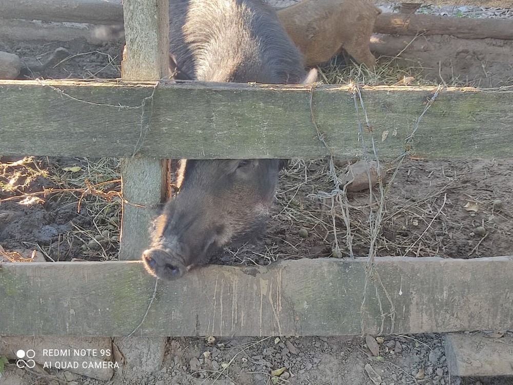 Animais devem ser abatidos no local pela Iagro, diz PMA — Foto: PMA/Divulgação