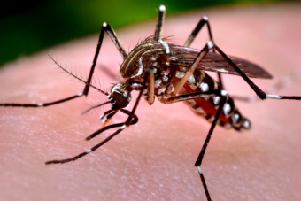 Mosquito vetor - Aedes Aegypt