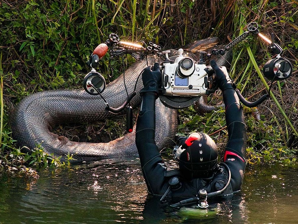 Sucuri foi fotografada até sair do rio Formoso, em Bonito — Foto: Daniel De Granville / Photo in Natura