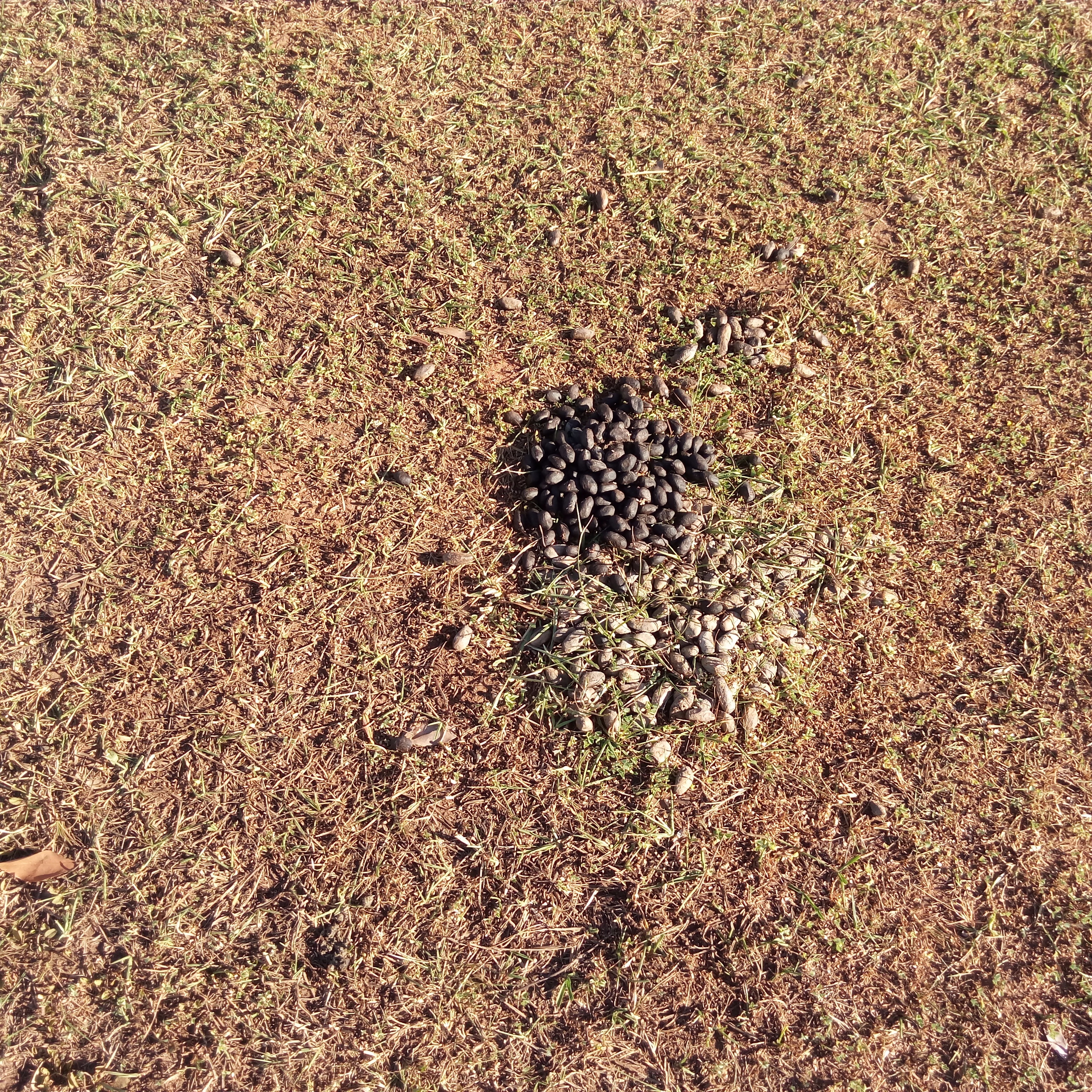 Cocô de capivaras da Lagoa Maior vai virar esterco para jardins - Notícias  de Três Lagoas - Rádio Caçula