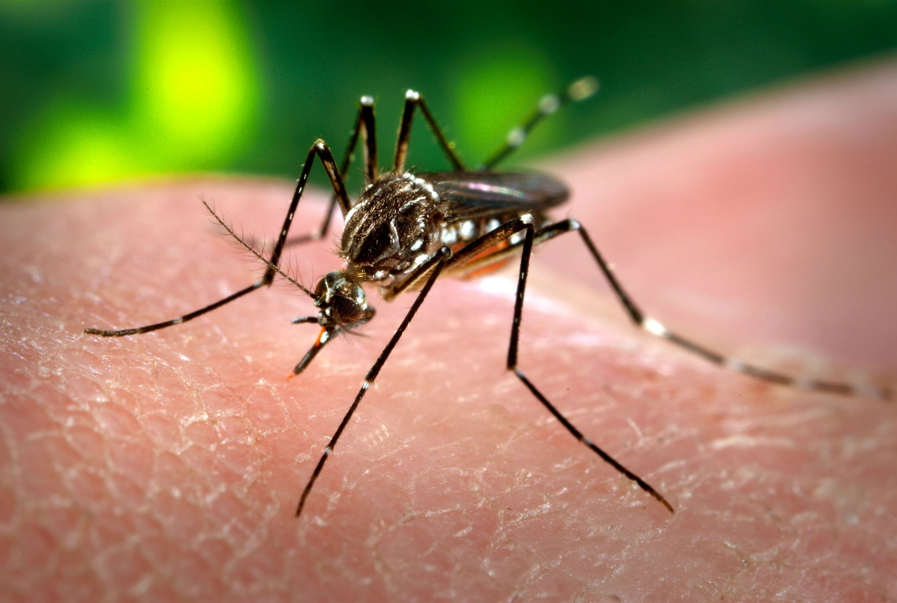 O ministro da Saúde, Arthur Chioro, informou nesta sexta-feira (6) que, nos dois primeiros meses do ano, houve aumento de 139% nos casos notificados de dengue, comparados aos do mesmo período do ano passado. (Foto: Divulgação)