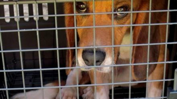 Foto: Ilustração / VEJA