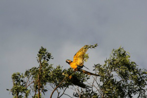 Em Campo Grande, tempo nublado e máxima de 30ºC. (Foto: Marcos Ermínio)