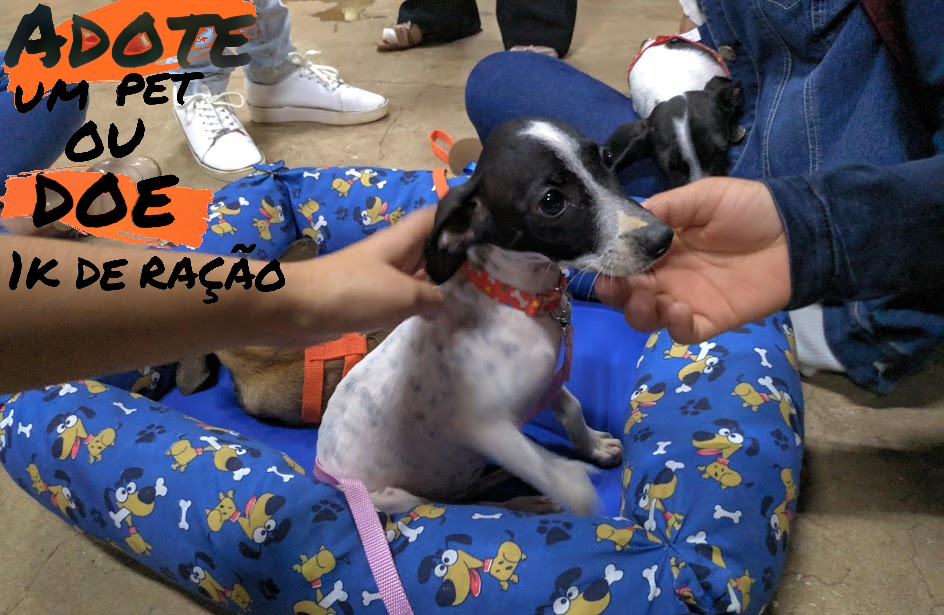 A Bia é um dos pets que aguarda por um dono. Foto: Rádio Caçula/Rodrigo de Freitas
