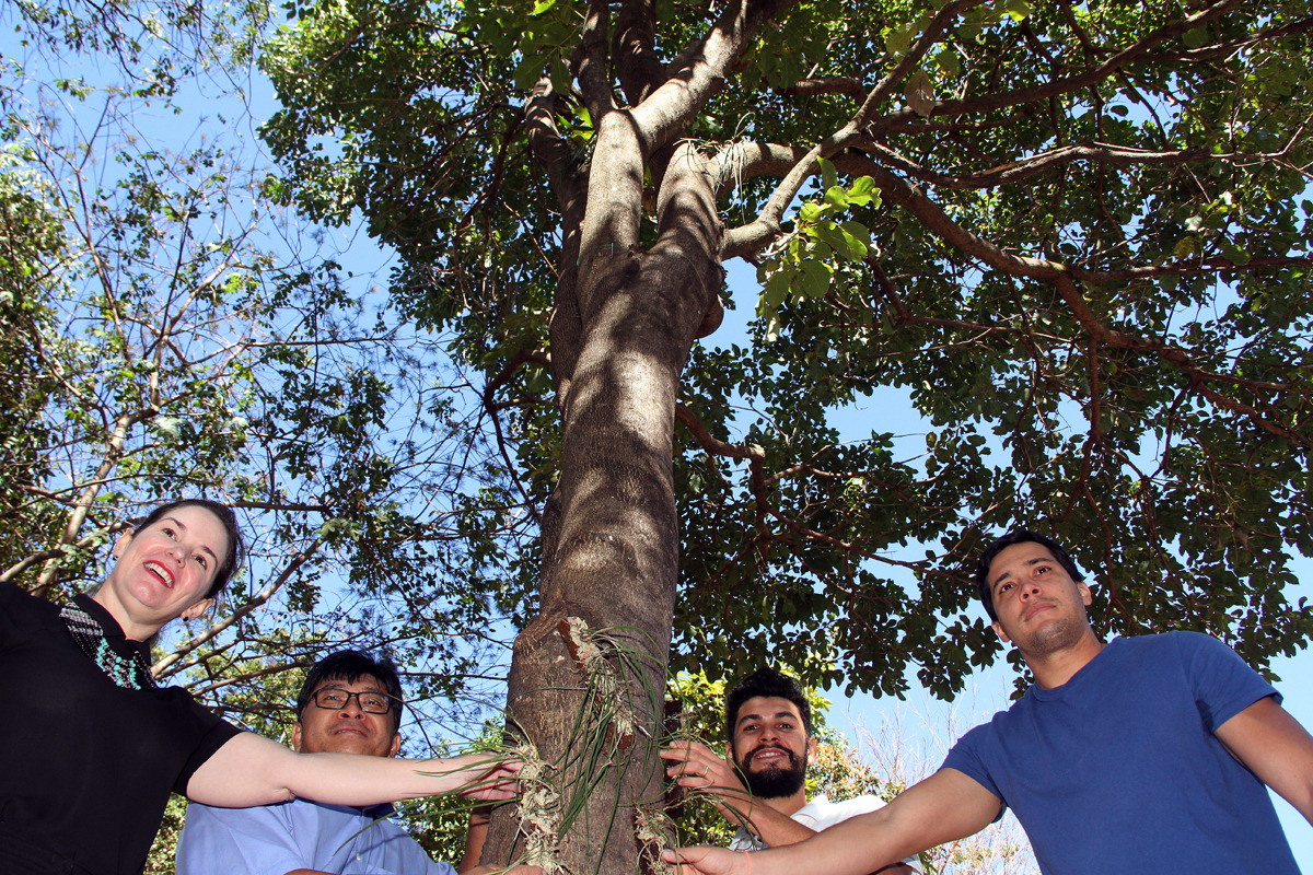 As mudas foram retiradas de uma área de licenciamento ambiental com supressão de vegetação que dará lugar a uma ponte de propriedade de uma industrial de grande porte na cidade.