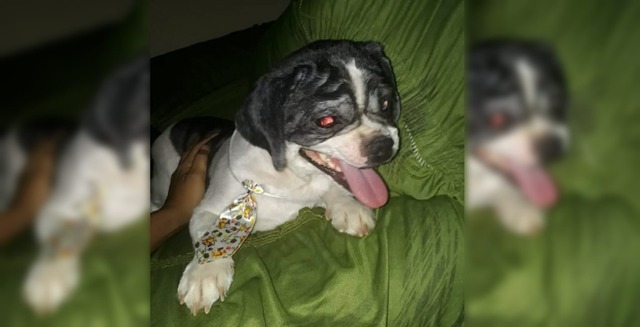 Cachorrinho Théo, da raça Shih-Tzu está desaparecido desde sábado (23). Foto: Arquivo pessoal.