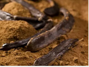Vagem de alfarroba, ingrediente que pode substituircacau para obtenção de 'chocolates' mais saudáveis(Foto: Rene Ernst/Carob House/Divulgação)