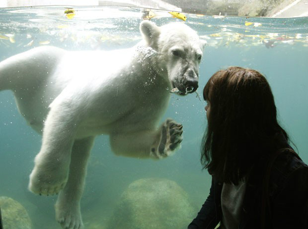 rso polar foi fotografado encarando visitante no zoológico de Wuppertal (Foto: Roland Weihrauch/DPA/AFP)