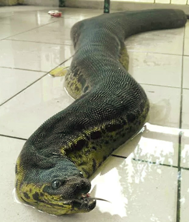 Foto: Reprodução/Facebook/Kauuni Mar'atan SolihatanTrabalhadores ficaram muito assustados ao encontrarem criatura durante escavação na Malásia