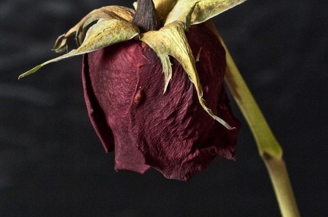 Pesquisa do buquê de flores apontou variação de R$ 60 à R$ 90, porém os valores chegam a média de R$ 125. Foto: Ilustração