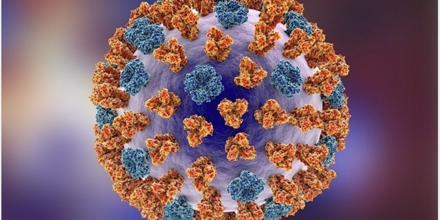 Vírus Influenza A. Foto: Divulgação.
