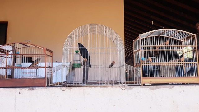 Aves silvestres mantidas ilegalmente em cativeiro. Foto: PMMS.