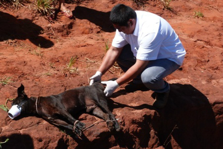 Negão estava amarrado e agonizando em um buraco no bairro TriguinãFoto: Ivi Notícias