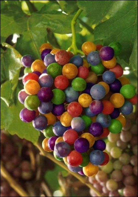 uvas em seu estado de maturação