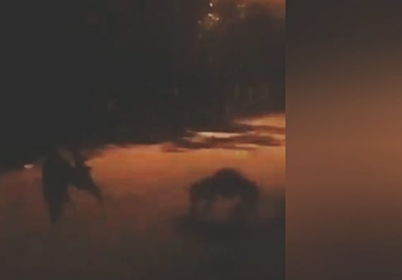Criatura foi filmada por testemunhas que garantiram se tratar de um lobisomem ou criatura parecida. (Foto: Reprodução)