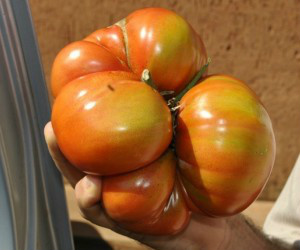 Sementes da fruta foram trazidas da Espanha (Foto: Osvaldo Duarte/Dourados News)