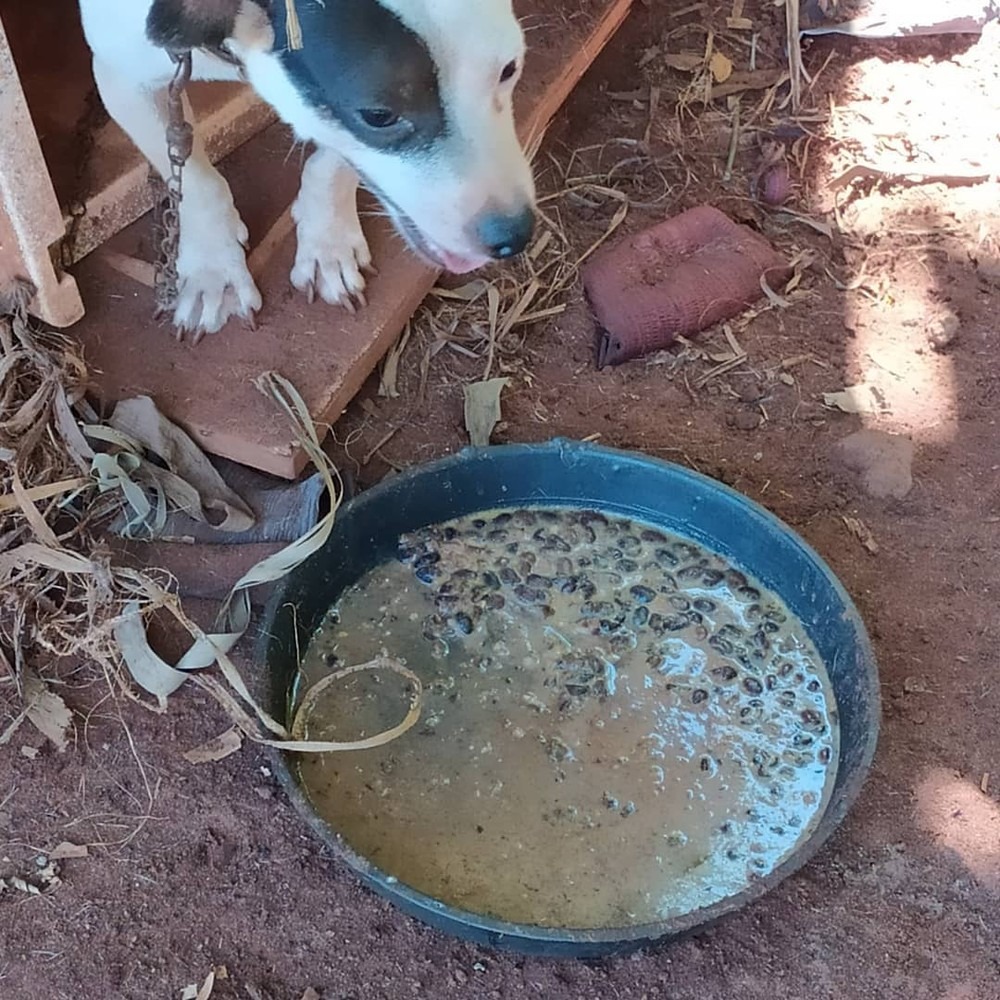 Polícia foi ao local após denúncia de maus-tratos em MS — Foto: Polícia Civil/Divulgação