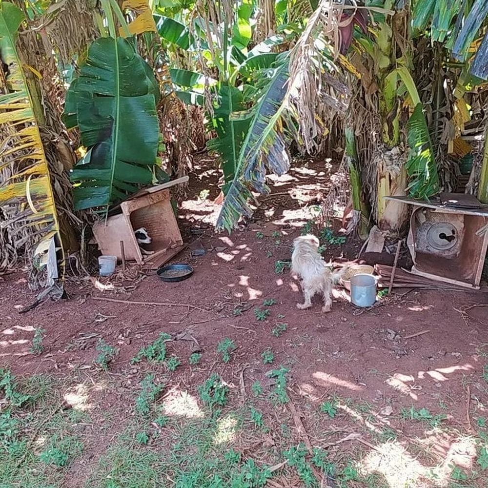 Polícia disse que cães também não tinha água potável e nem abrigo — Foto: Polícia Civil/Divulgação