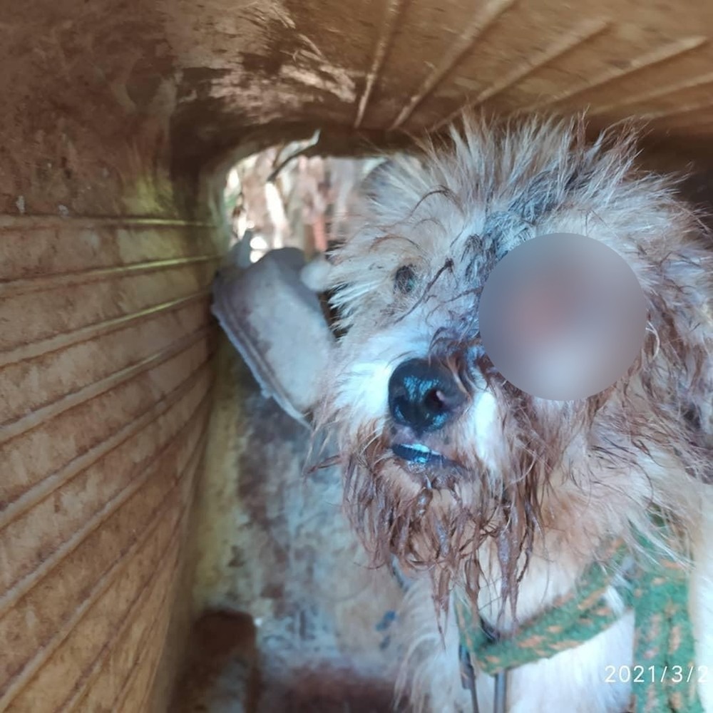 Um dos cães resgatados tinha ferimentos no olho em MS — Foto: Polícia Civil/Divulgação