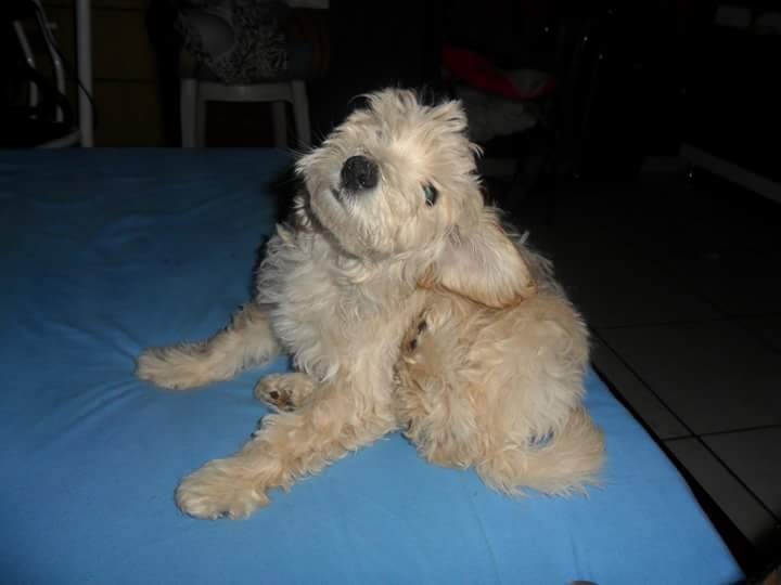 Branquinho é um poodle e está desaparecido há três dias. Foto: Divulgação/Arquivo pessoal