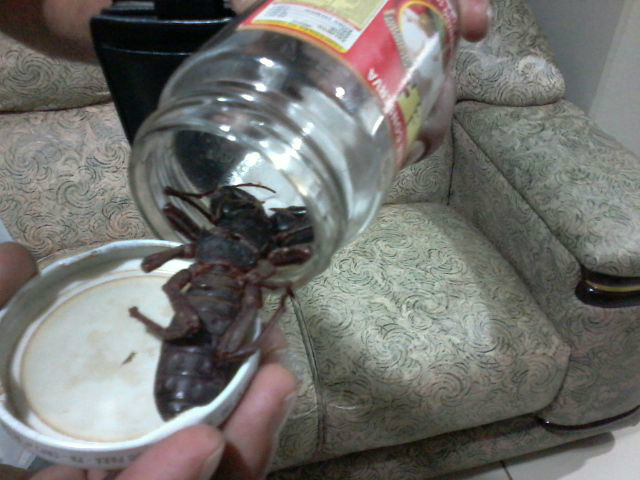 Inseto capturado pela moradora do bairro Jardim Alvorada 