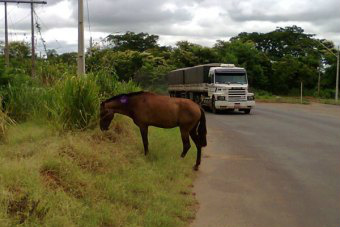 Animal solto na região do Jupiá