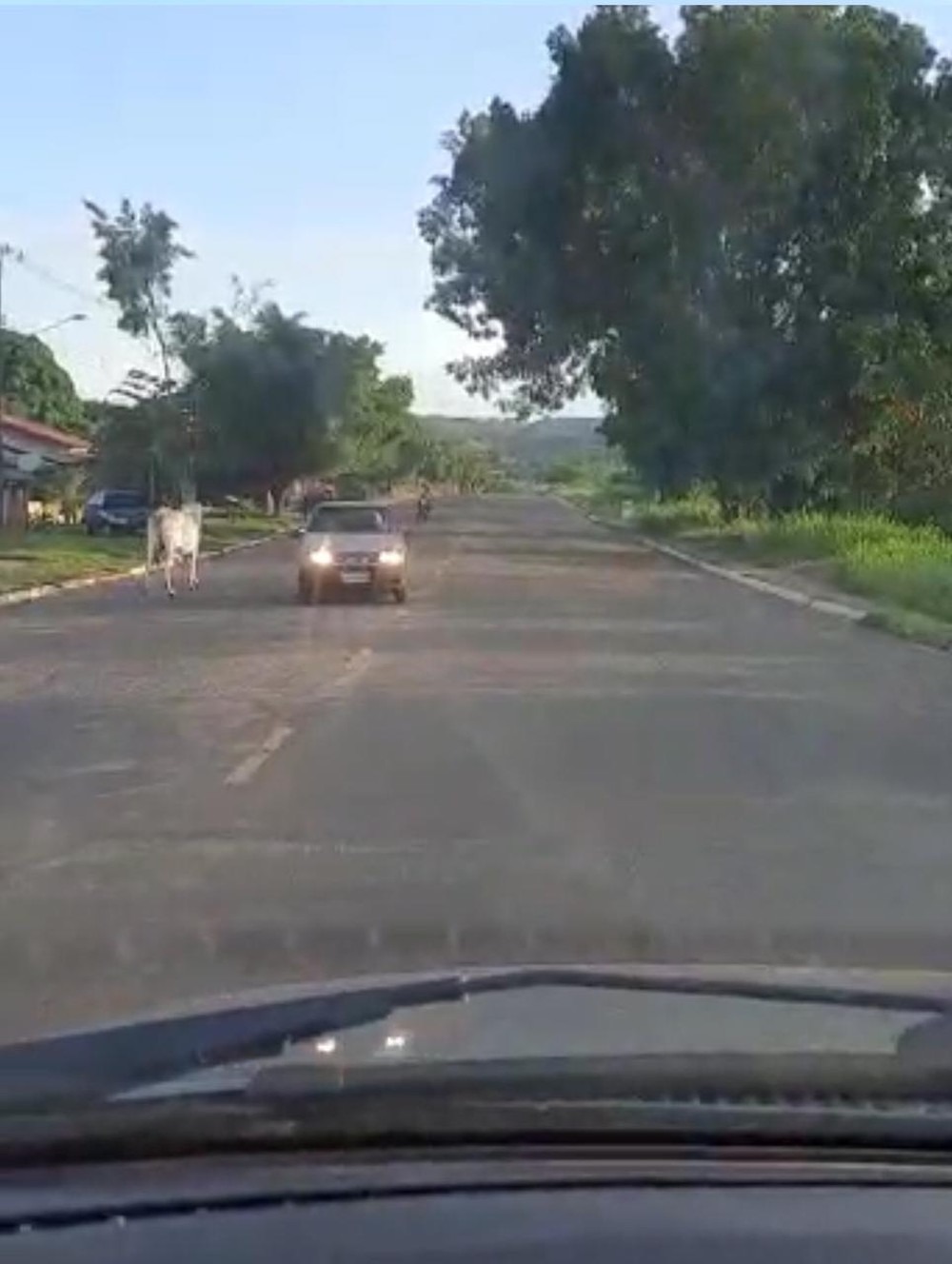 Animal no momento em que avançou vaca em MS — Foto: Redes Sociais/Reprodução