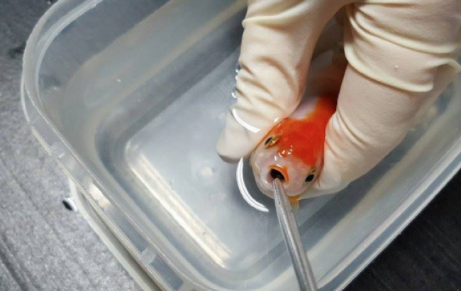 Peixinho foi anestesiado e teve a pedra retirada de sua boquinha. (Foto: Divulgação)