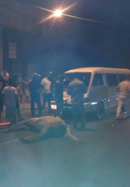 Cavalo atingido por van escolar morreu no local do acidente; passageiros não se feriram