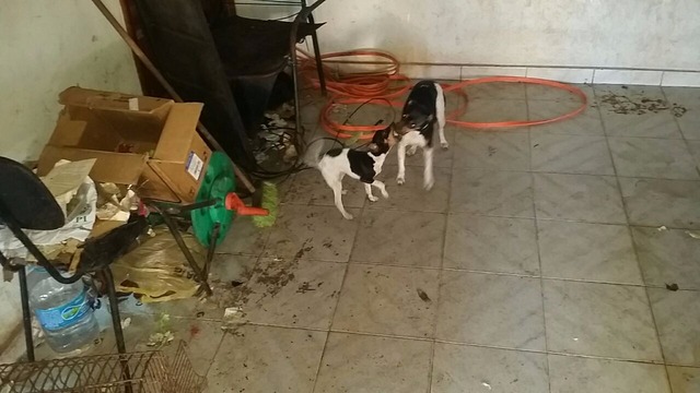 Cão é encontrado dentro de gaiola, sem água e comida. (Foto: Fábio Campos/Caçula FM)