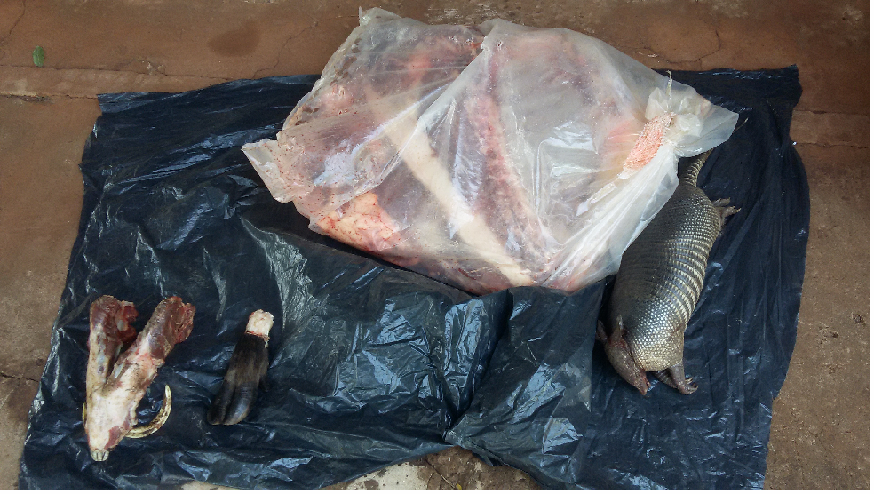 Policiais ambientais apreenderam 64 kg de carnes de porco-monteiro - Foto: Divulgação/PMA