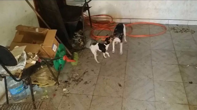 Cães estavam sem comida e água, entre lixo e móveis velhos. Dona nega os crimes. (Foto: Reprodução/Caçula FM)